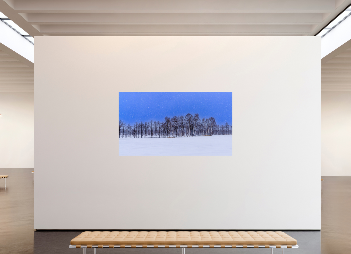 208 x 117 cm, Photo Print On Fuji Crystal DP II Les arbres à Hokkaido