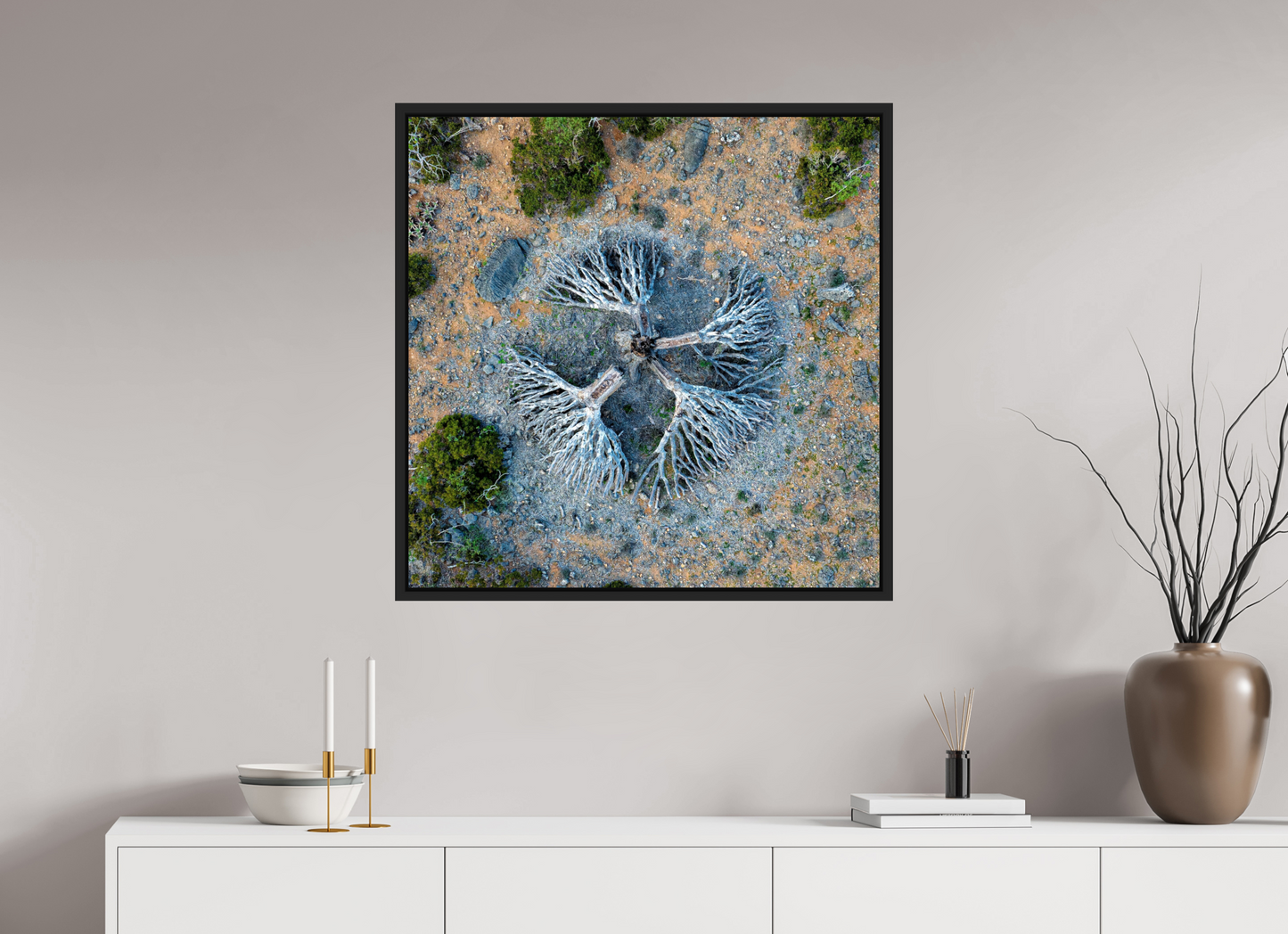 Socotra - Dragonnier