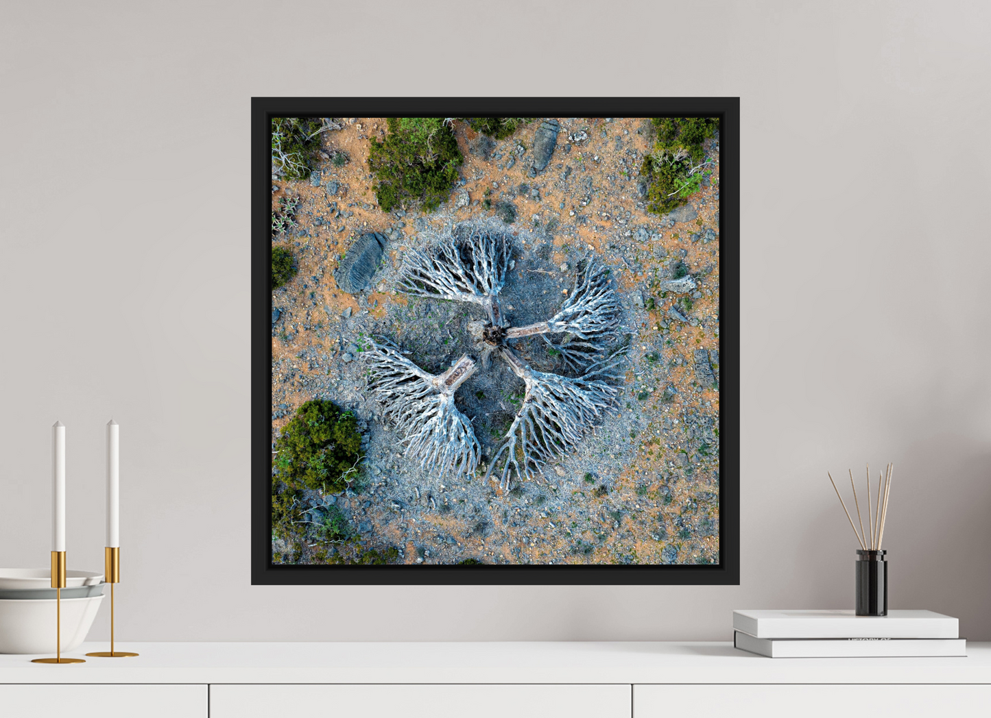 Socotra - Dragonnier
