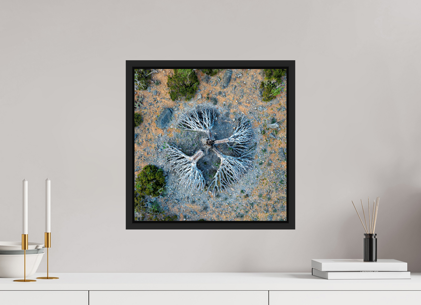 Socotra - Dragonnier