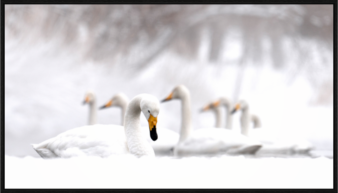 Main image Les Cygnes