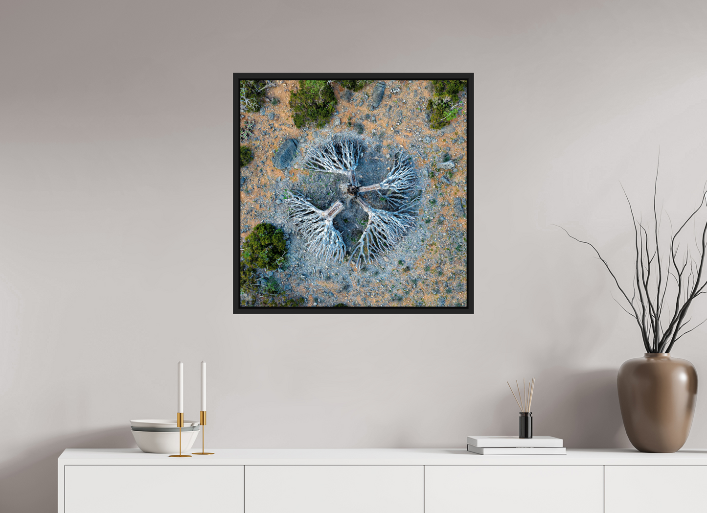 Socotra - Dragonnier
