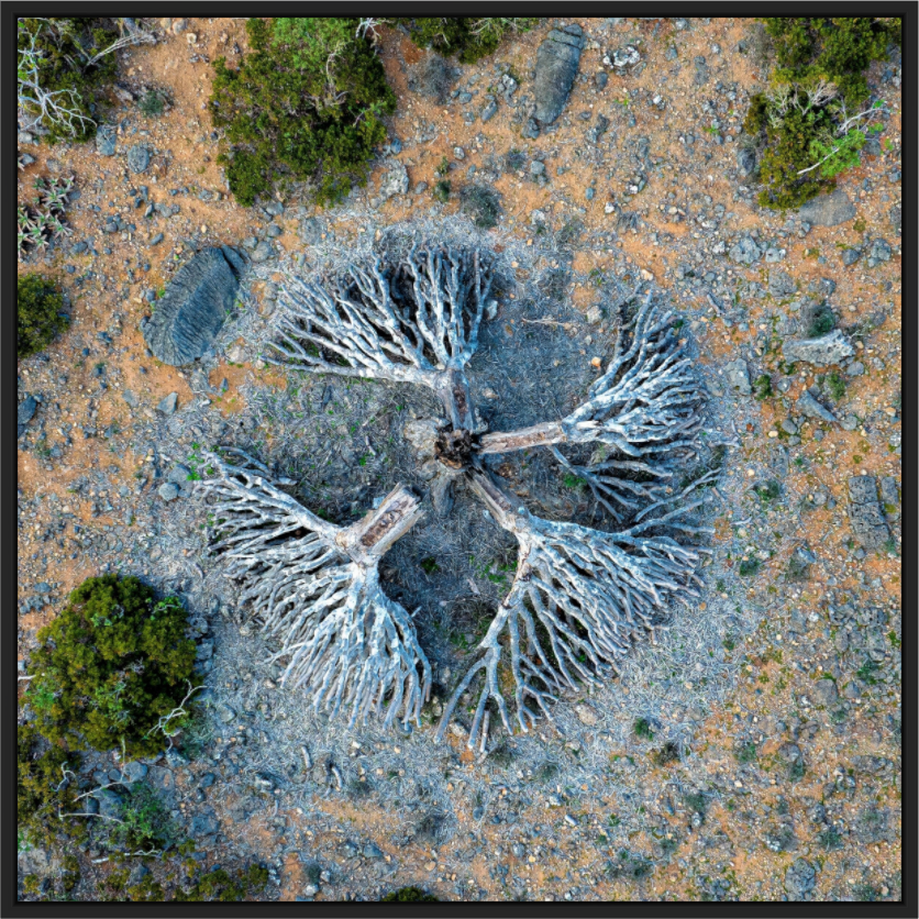 Socotra - Dragonnier